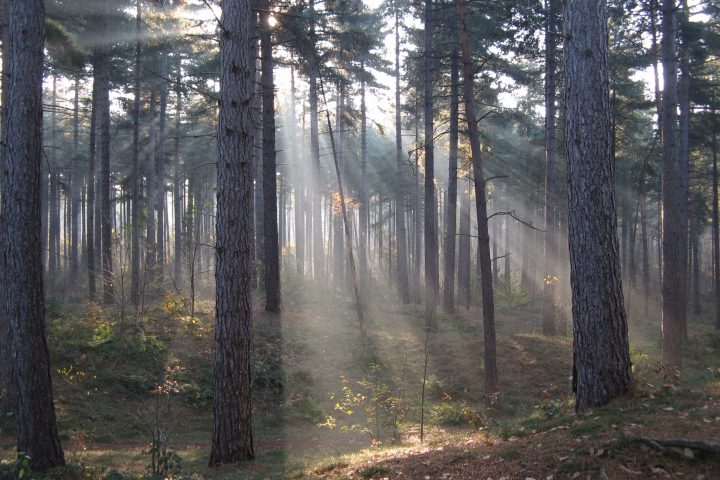 Dissociation: A Clinician’s Guide